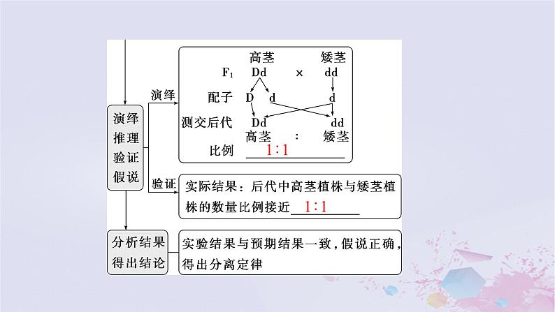 2025届高考生物一轮总复习必修2第五单元遗传的基本规律伴性遗传与人类遗传病第19讲分离定律课件第8页