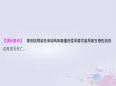 2025届高考生物一轮总复习必修2第七单元生物的变异和进化第31讲染色体变异课件