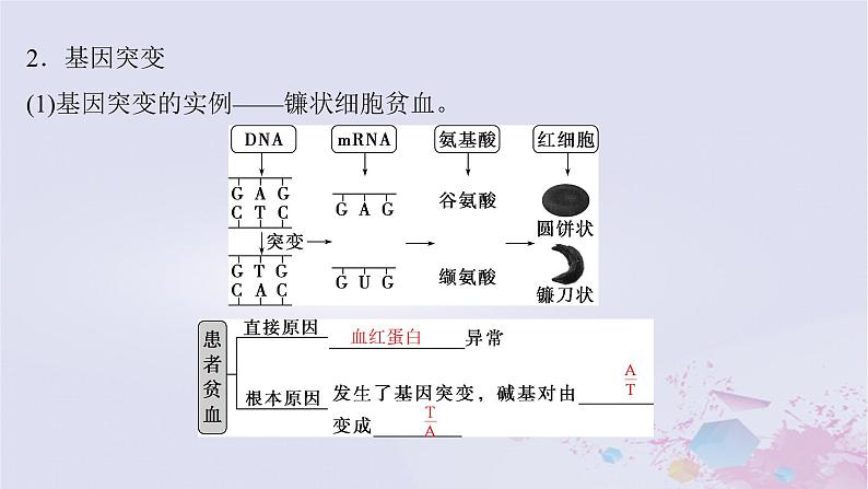 2025届高考生物一轮总复习必修2第七单元生物的变异和进化第30讲基因突变和基因重组课件第6页