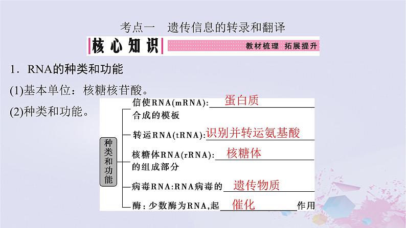 2025届高考生物一轮总复习必修2第六单元遗传的物质基础第29讲基因的表达课件04