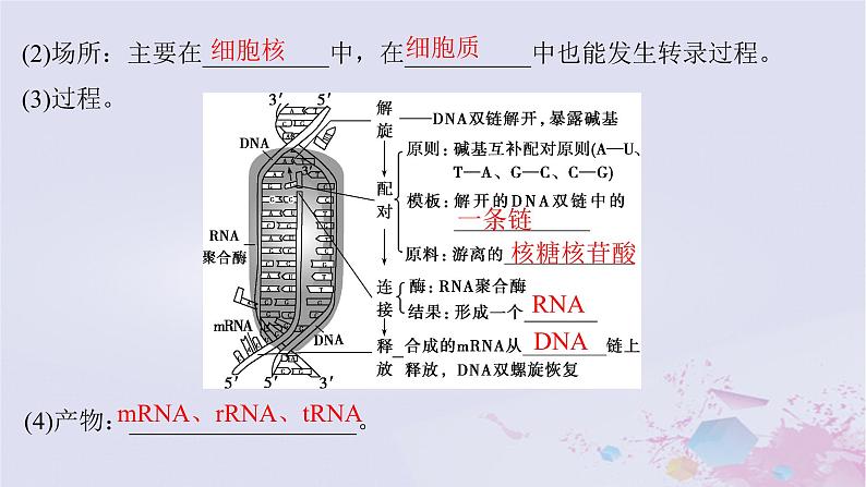 2025届高考生物一轮总复习必修2第六单元遗传的物质基础第29讲基因的表达课件08