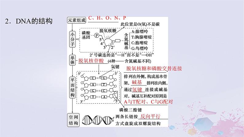 2025届高考生物一轮总复习必修2第六单元遗传的物质基础第28讲DNA的结构复制及基因的本质课件第5页