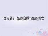 2025届高考生物一轮总复习必修1第四单元细胞的生命历程微专题8细胞自噬与细胞凋亡课件
