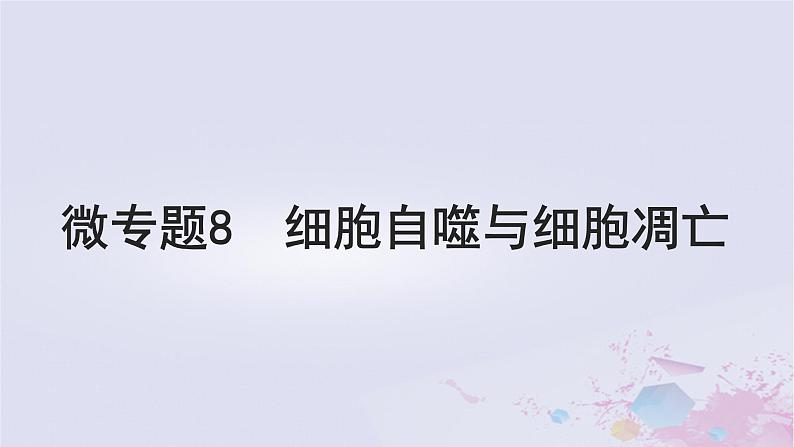 2025届高考生物一轮总复习必修1第四单元细胞的生命历程微专题8细胞自噬与细胞凋亡课件01