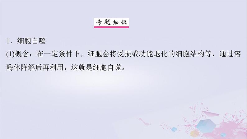 2025届高考生物一轮总复习必修1第四单元细胞的生命历程微专题8细胞自噬与细胞凋亡课件02