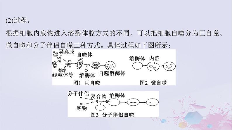 2025届高考生物一轮总复习必修1第四单元细胞的生命历程微专题8细胞自噬与细胞凋亡课件03