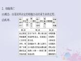 2025届高考生物一轮总复习必修1第四单元细胞的生命历程微专题8细胞自噬与细胞凋亡课件