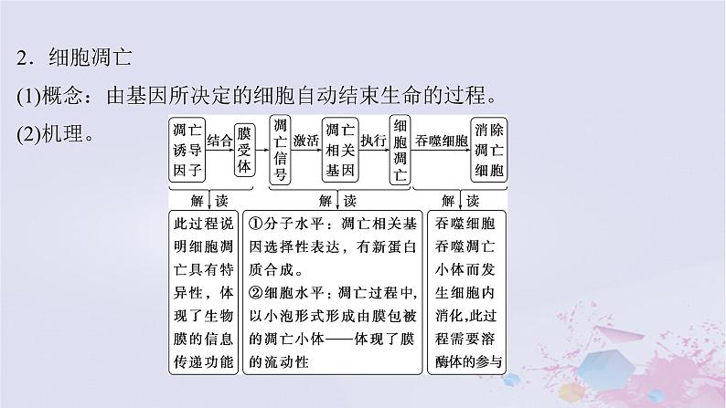 2025届高考生物一轮总复习必修1第四单元细胞的生命历程微专题8细胞自噬与细胞凋亡课件05