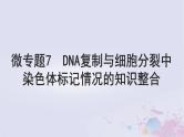 2025届高考生物一轮总复习必修1第四单元细胞的生命历程微专题7DNA复制与细胞分裂中染色体标记情况的知识整合课件