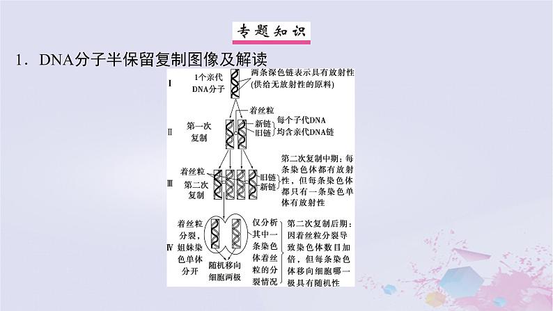 2025届高考生物一轮总复习必修1第四单元细胞的生命历程微专题7DNA复制与细胞分裂中染色体标记情况的知识整合课件第2页