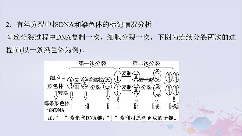 2025届高考生物一轮总复习必修1第四单元细胞的生命历程微专题7DNA复制与细胞分裂中染色体标记情况的知识整合课件第3页