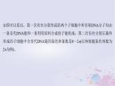 2025届高考生物一轮总复习必修1第四单元细胞的生命历程微专题7DNA复制与细胞分裂中染色体标记情况的知识整合课件