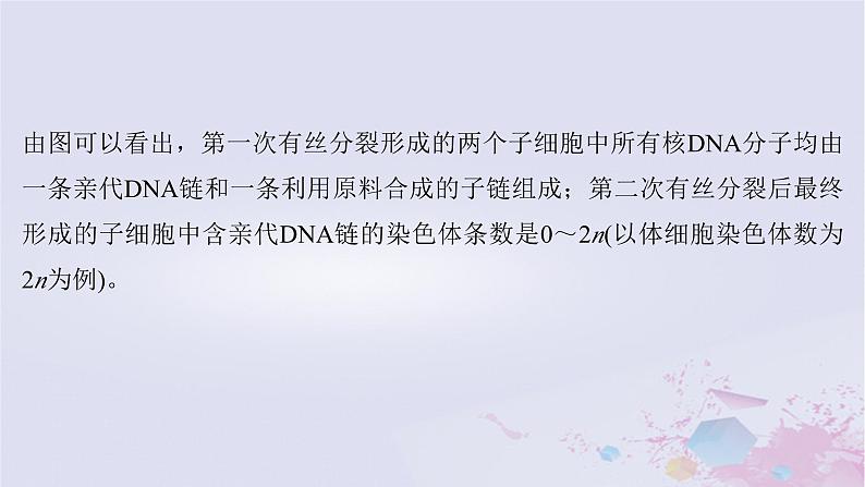 2025届高考生物一轮总复习必修1第四单元细胞的生命历程微专题7DNA复制与细胞分裂中染色体标记情况的知识整合课件第4页