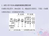 2025届高考生物一轮总复习必修1第四单元细胞的生命历程微专题7DNA复制与细胞分裂中染色体标记情况的知识整合课件