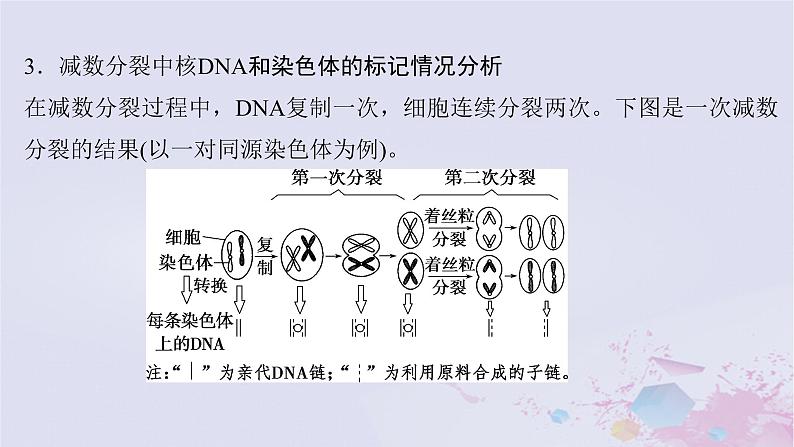 2025届高考生物一轮总复习必修1第四单元细胞的生命历程微专题7DNA复制与细胞分裂中染色体标记情况的知识整合课件第5页