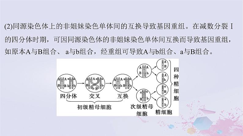 2025届高考生物一轮总复习必修1第四单元细胞的生命历程微专题6减数分裂与可遗传变异的关系课件04