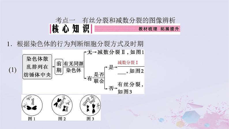 2025届高考生物一轮总复习必修1第四单元细胞的生命历程第17讲减数分裂与有丝分裂的比较课件03