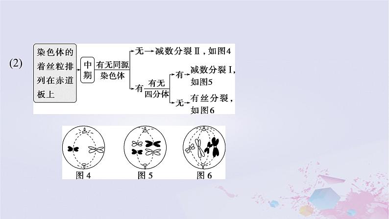 2025届高考生物一轮总复习必修1第四单元细胞的生命历程第17讲减数分裂与有丝分裂的比较课件04