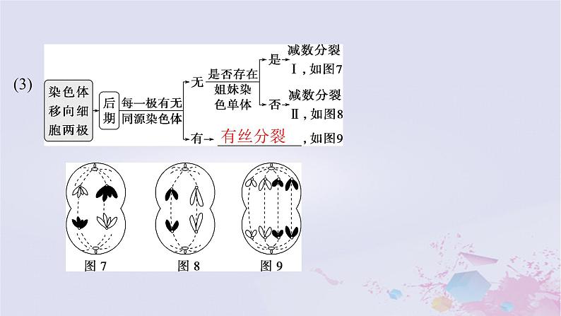 2025届高考生物一轮总复习必修1第四单元细胞的生命历程第17讲减数分裂与有丝分裂的比较课件05