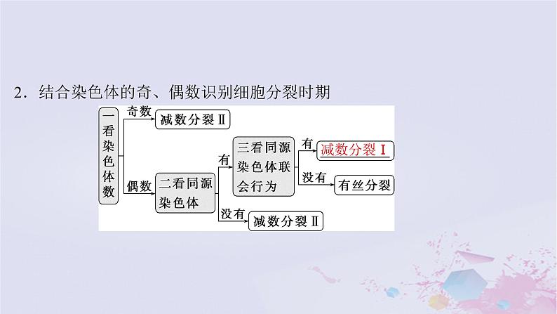 2025届高考生物一轮总复习必修1第四单元细胞的生命历程第17讲减数分裂与有丝分裂的比较课件06