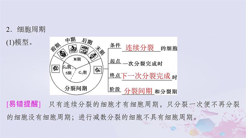 2025届高考生物一轮总复习必修1第四单元细胞的生命历程第15讲细胞的增殖课件第5页