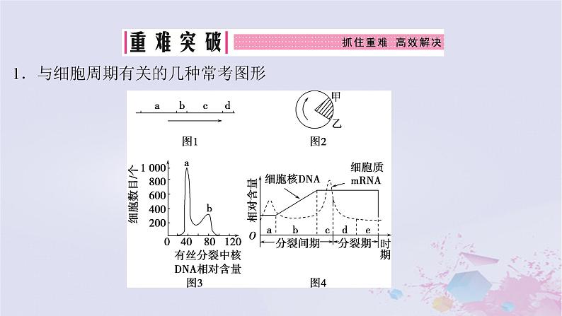 2025届高考生物一轮总复习必修1第四单元细胞的生命历程第15讲细胞的增殖课件第7页