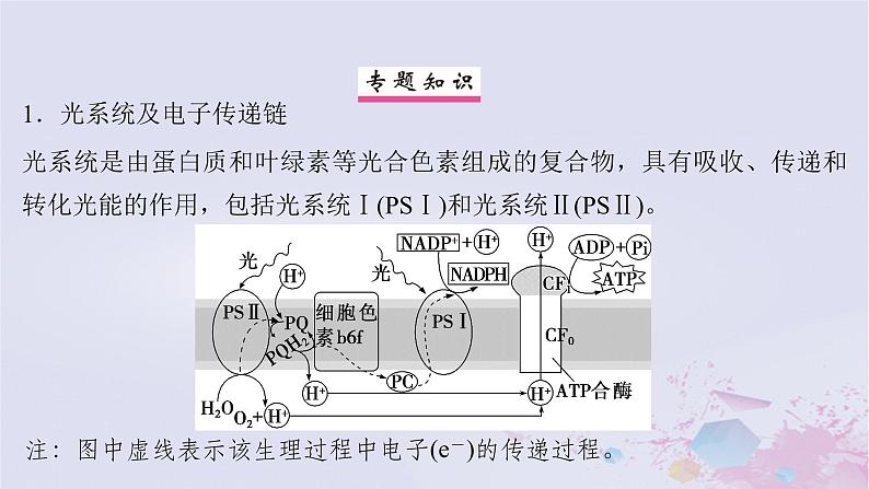 2025届高考生物一轮总复习必修1第三单元微专题3光系统及电子传递链C3途径C4途径和CAM途径及光呼吸课件02