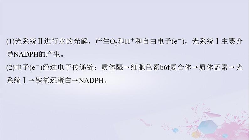 2025届高考生物一轮总复习必修1第三单元微专题3光系统及电子传递链C3途径C4途径和CAM途径及光呼吸课件03