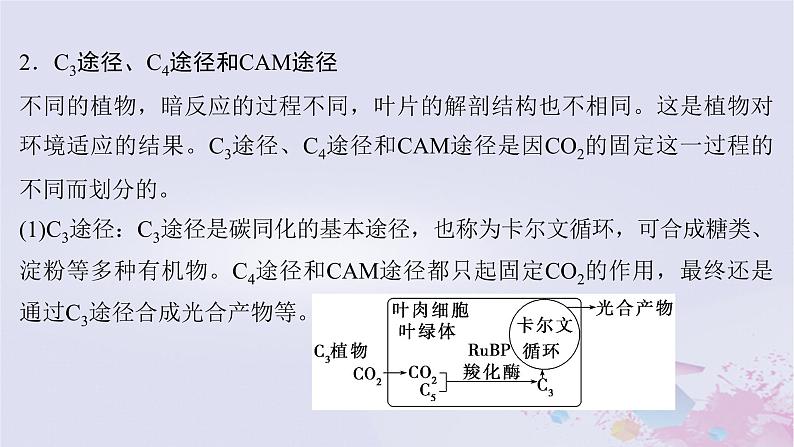 2025届高考生物一轮总复习必修1第三单元微专题3光系统及电子传递链C3途径C4途径和CAM途径及光呼吸课件05