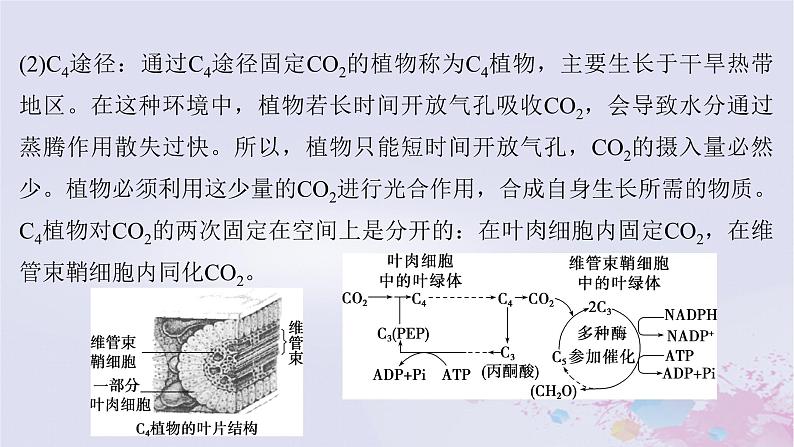 2025届高考生物一轮总复习必修1第三单元微专题3光系统及电子传递链C3途径C4途径和CAM途径及光呼吸课件07