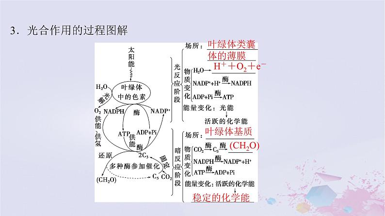 2025届高考生物一轮总复习必修1第三单元细胞的能量供应和利用第13讲光合作用的原理课件第6页