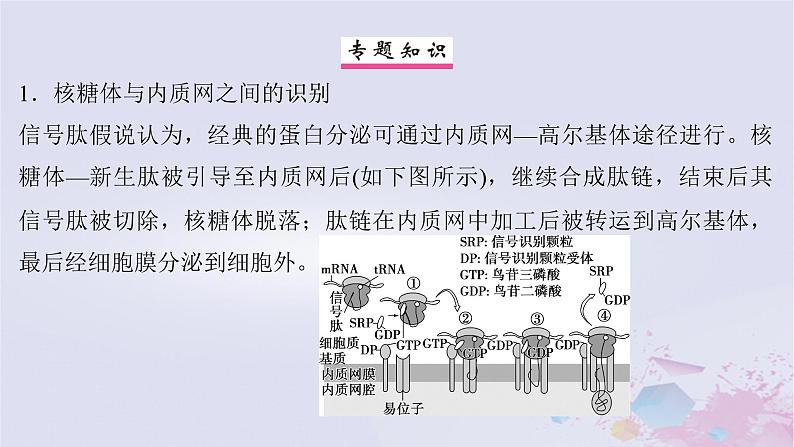 2025届高考生物一轮总复习必修1第二单元细胞的结构和物质运输微专题2信号识别与囊泡运输课件第2页