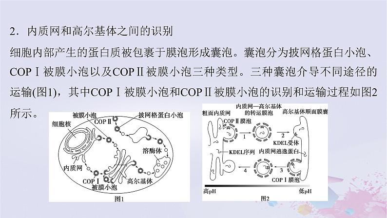 2025届高考生物一轮总复习必修1第二单元细胞的结构和物质运输微专题2信号识别与囊泡运输课件第3页