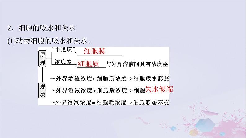 2025届高考生物一轮总复习必修1第二单元细胞的结构和物质运输第6讲水进出细胞的原理课件第6页