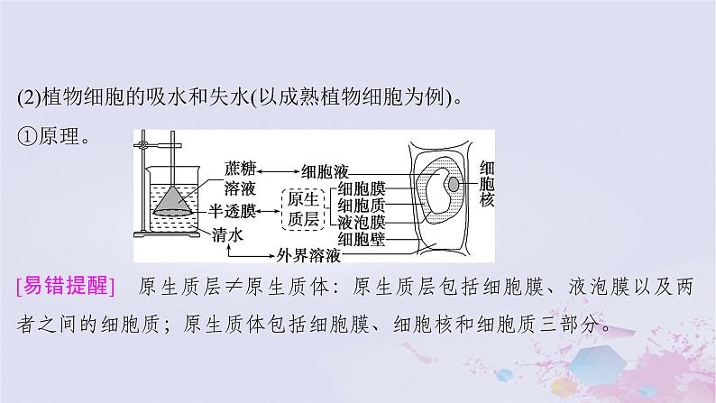 2025届高考生物一轮总复习必修1第二单元细胞的结构和物质运输第6讲水进出细胞的原理课件第7页