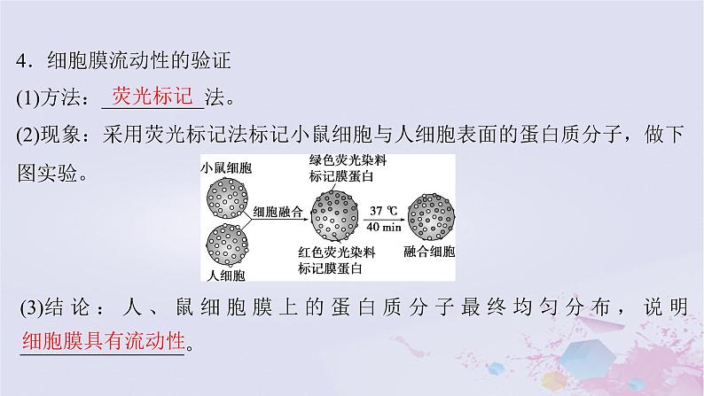 2025届高考生物一轮总复习必修1第二单元细胞的结构和物质运输第4讲细胞膜与细胞核课件第7页