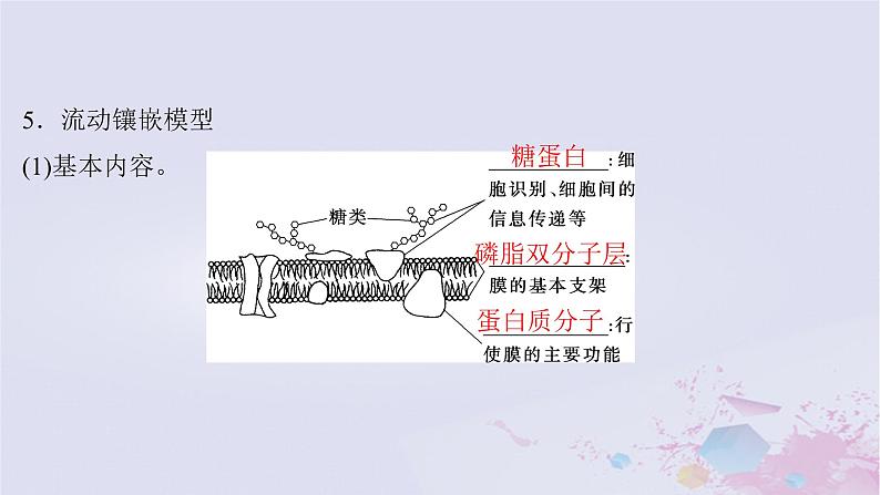 2025届高考生物一轮总复习必修1第二单元细胞的结构和物质运输第4讲细胞膜与细胞核课件第8页