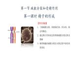 2.1 减数分裂（精子的形成过程）课件+教学设计-2022-2023学年高一下学期生物人教版（2019）必修2