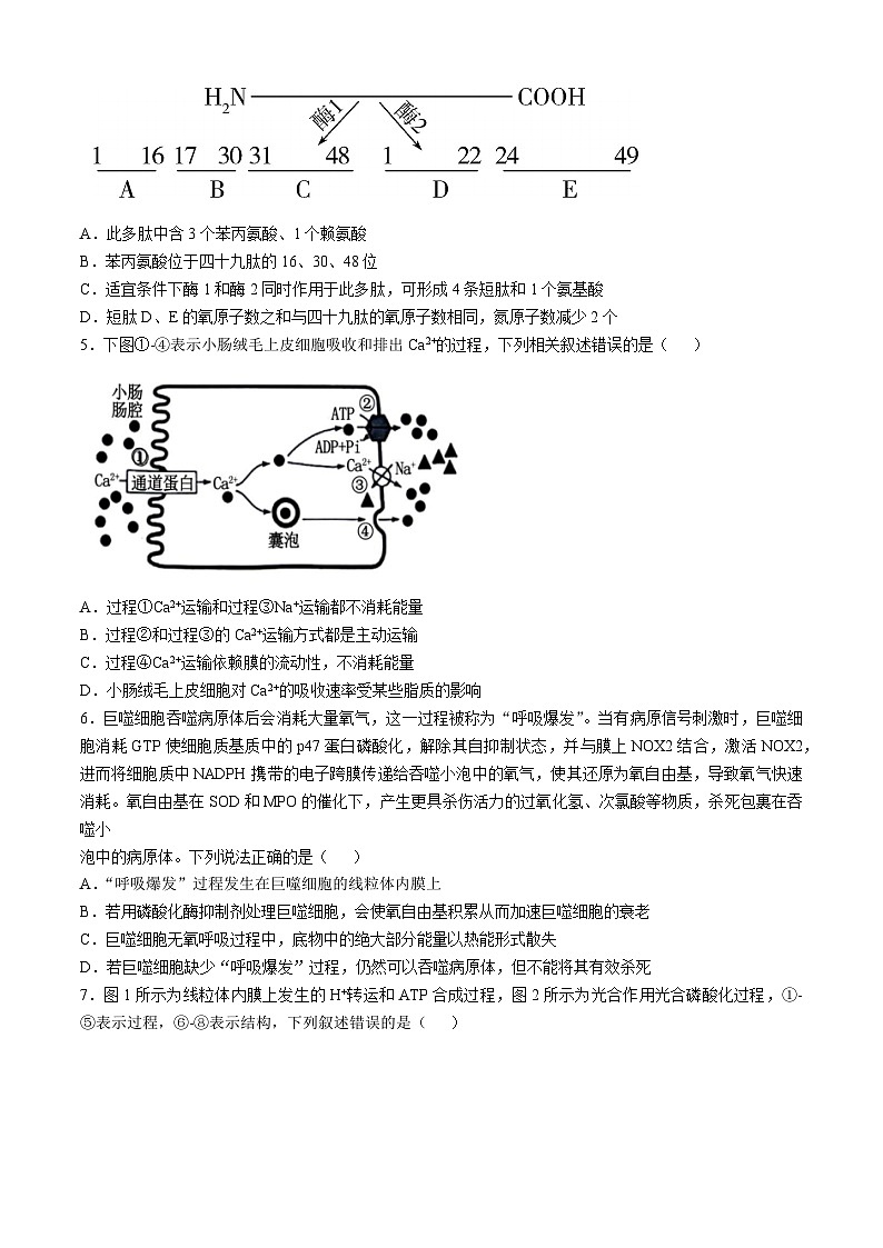 山东省枣庄市第三中学2023—2024学年高二下学期6月月考生物试题及答案第2页