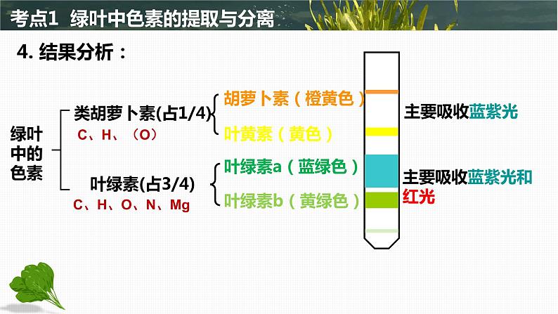 2024届高三生物一轮复习课件 光合作用第5页