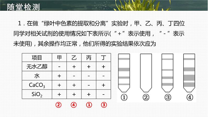 2024届高三生物一轮复习课件 光合作用第6页