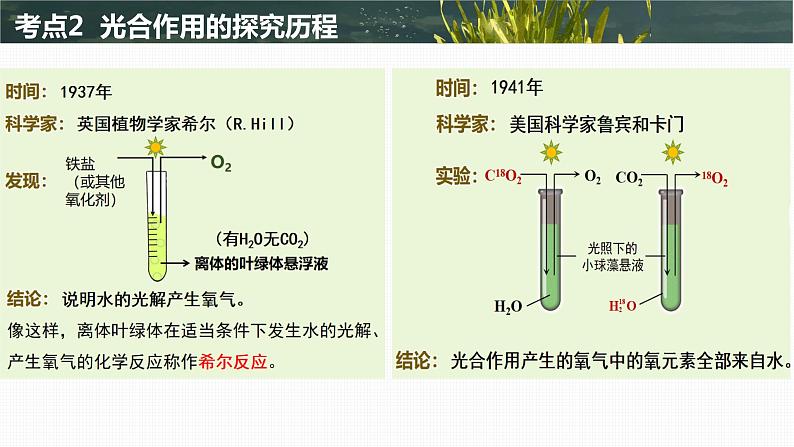 2024届高三生物一轮复习课件 光合作用第7页