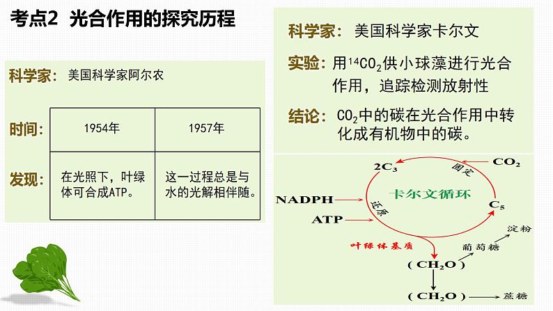 2024届高三生物一轮复习课件 光合作用第8页