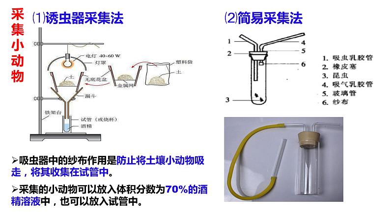 2024届高三生物一轮复习课件2.1群落的结构第7页