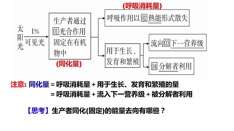 2024届高三生物一轮复习课件3.2生态系统的能量流动第8页