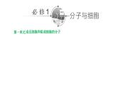 2025届高三生物一轮复习课件（江苏地区）专题复习 ：必修1 第一单元  第1讲  走近细胞