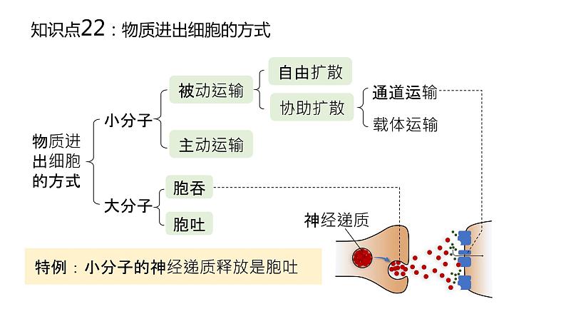 2025届高三生物一轮复习课件17：物质进出细胞的方式（第1课时）第2页