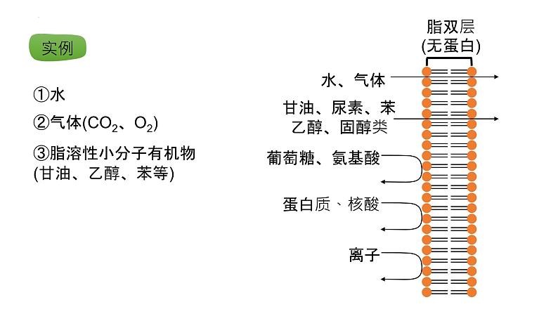 2025届高三生物一轮复习课件17：物质进出细胞的方式（第1课时）第4页