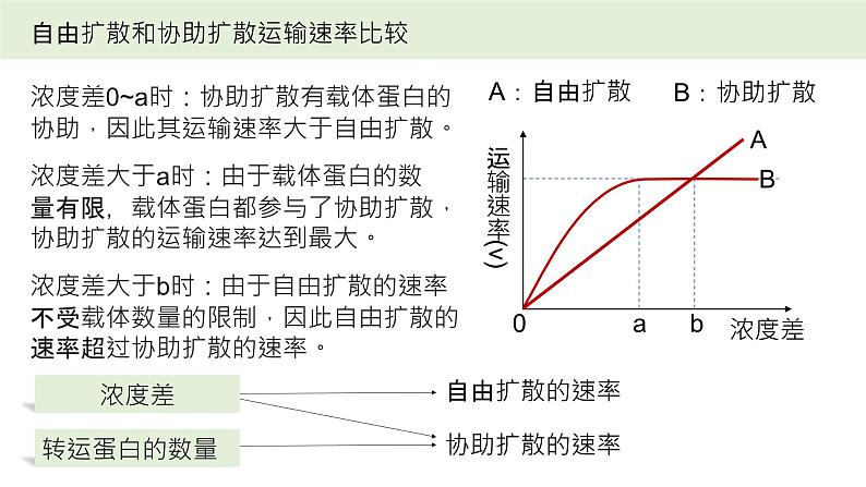 2025届高三生物一轮复习课件17：物质进出细胞的方式（第1课时）第6页