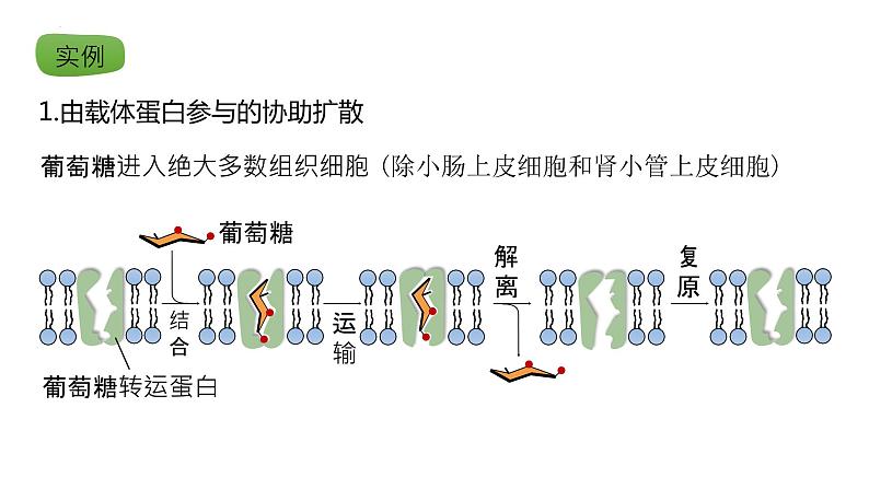 2025届高三生物一轮复习课件17：物质进出细胞的方式（第1课时）第8页